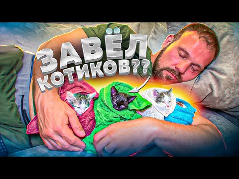 Видео: ИСТОРИЯ О ТОМ, КАК Я ЗАВЕЛ 5 КОШЕК