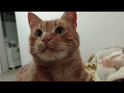 Видео: Неспешно,лёгкие огородные хлопоты...