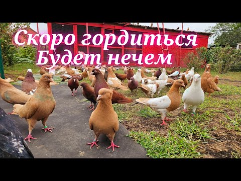 Видео: Скоро гордиться будет нечем