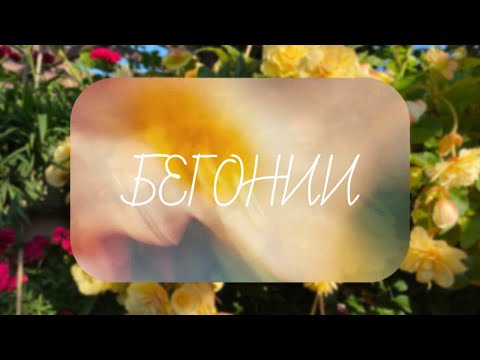 Видео: Обзор, бегонии. Подготовка к лету!