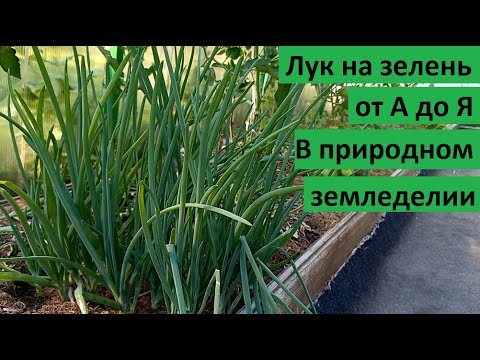Видео: Лук на зелень от А до Я.