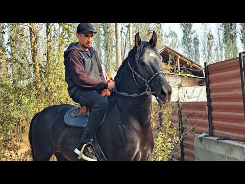 Видео: ЖОНИВОР СУЛУ ОТ ЭКАН.. QORA QASHQA OT SOTILADI..#Rek #Otbzor #New