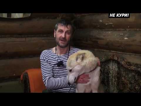 Видео: Охота на кабана с лайкой. Охота с лайкой . 2018