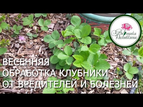 Видео: ВЕСЕННЯЯ ОБРАБОТКА КЛУБНИКИ ОТ ВРЕДИТЕЛЕЙ И БОЛЕЗНЕЙ