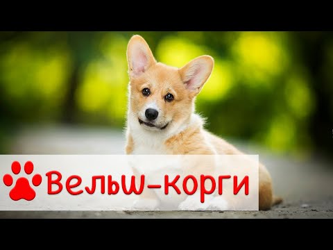 Видео: Вельш-корги пемброк | Характер, уход и воспитание