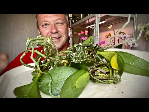 Видео: КОРНИ ОРХИДЕЙ ЗАКОЛОСИЛИСЬ за год в ЭТОМ, готовим орхидеи к пересадке