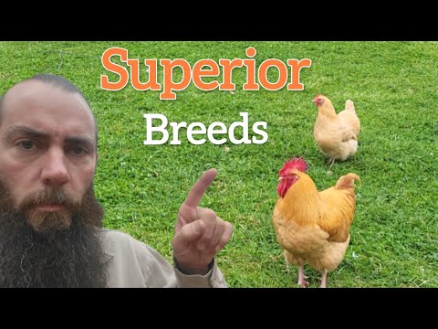 Видео: Куры породы HERITAGE! (И почему они превосходны)