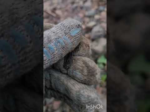 Видео: Коп на реке#программа пляж-1##есть находки##