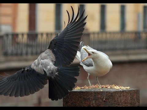 Видео: Отстрел Ворон и Бакланов с  пневматики Crow Hunting 2022. Кроухантинг. Июнь ч.1 Охота на ворону
