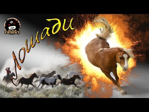 Видео: Качаем профессию Укрощение!