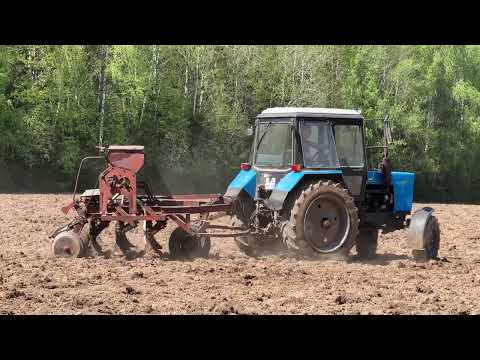 Видео: Опять сеем медоносы, донник под покров фацелии