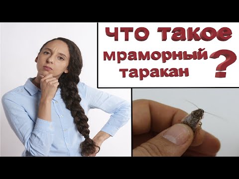 Видео: Что такое мраморный таракан? / Nauphoeta cinerea / Кто такой?