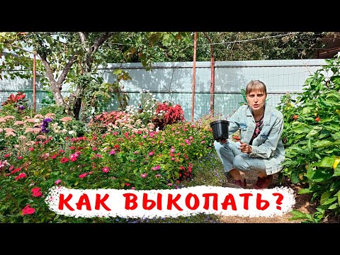 Видео: Как выкопать пеларгонию из открытого грунта? Как пересадить пеларгонию в горшок из грунта?