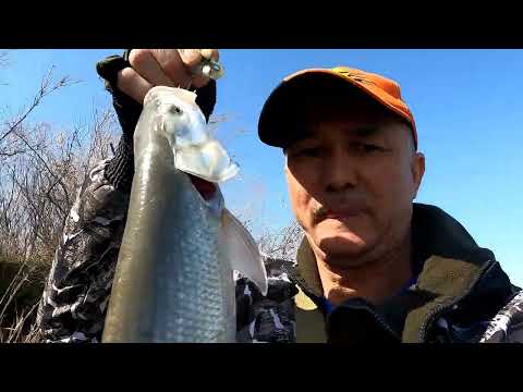 Видео: ЛОВЛЯ ЖЕРЕХА на СПИННИНГ !Весенний ЖЕРЕХ !