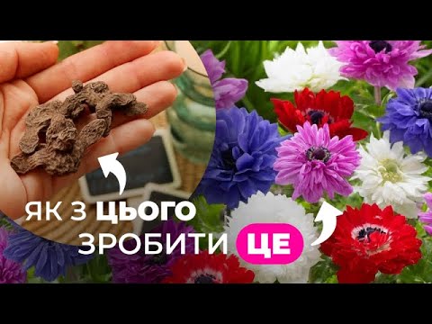 Видео: Анемони | Головний секрет вирощування | Florium.ua