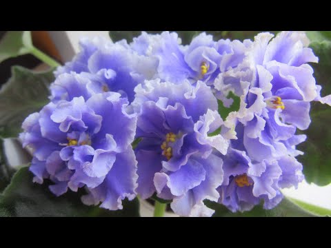 Видео: Цветение фиалок / Обзор цветущих стандартов🍃