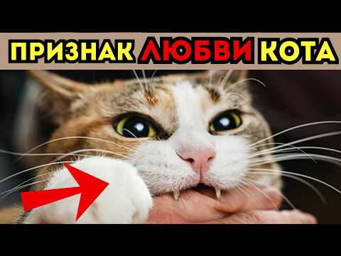 Видео: Признаки того, ЧТО ВАША КОШКА ВАС ОБОЖАЕТ!