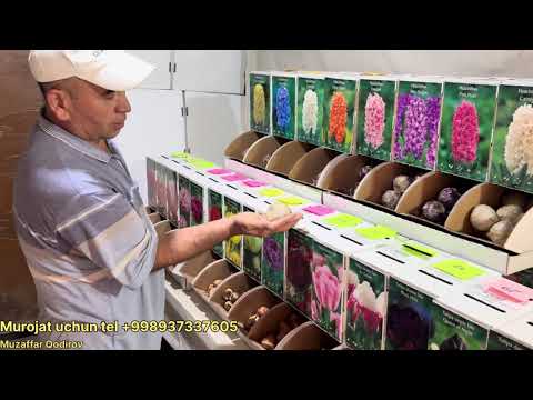 Видео: Лола ва гиацинт гулларини кадоклаш