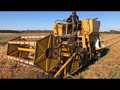 Видео: Молотимо гречку посіяну після пшениці. Результати радують. Комбайн Sampo-130