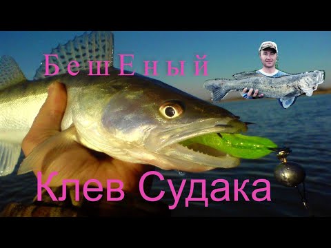 Видео: Бешеный клев судака с каждого заброса