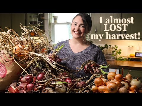 Видео: Я думал, что этот лук испортился... Но я его спас | Консервирование лука для длительного хранения