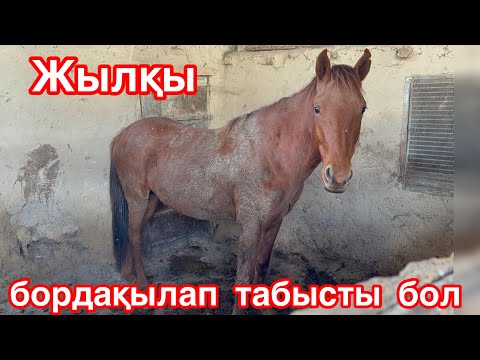 Видео: Жылқы бордақылау. Соғымға жылқыны жақсы семірту әдісі.Жем шөп мөлшері