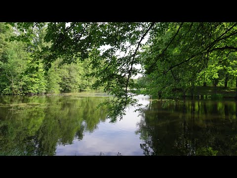 Видео: Петергоф, Александрийский парк 4 июня 2024 года