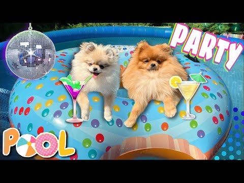 Видео: ВЕЧЕРИНКА В БАССЕЙНЕ ДЛЯ СОБАК🎉🐶💦 первый раз плавают🏄🏽‍♀️🐕