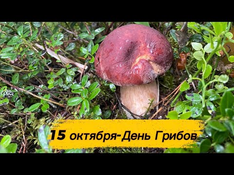 Видео: И снова в лес за грибами  15 октября День Грибов 