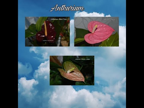 Видео: АНТУРИУМ. Коллекция редких антуриумов #2. Антуриум Paradise antique, Maine и Black Paris.