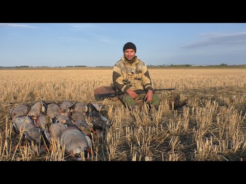 Видео: Открытие на уток в Сибири!!! Не успевал перезаряжать!!! Утки много!!! Осеннее открытие 2020 года!!!