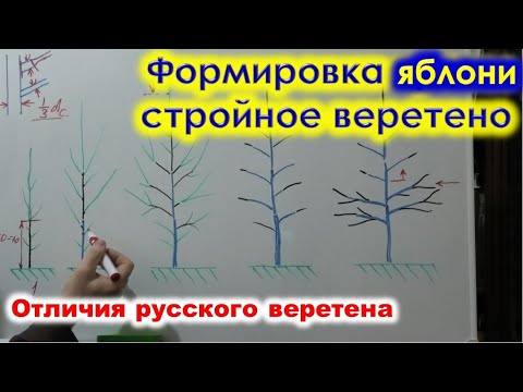 Видео: Формировка ЯБЛОНИ Стройное ВЕРЕТЕНО, стройное русское веретено