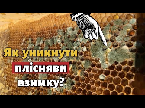 Видео: Вентиляція вулика взимку. Як не допустити вологи та плісняви в вулику?
