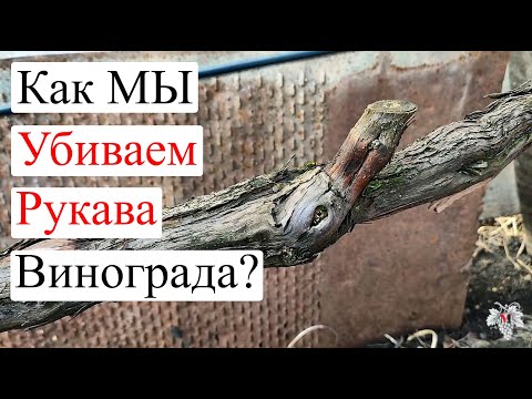 Видео: Как мы УНИЧТОЖАЕМ РУКАВА Винограда!