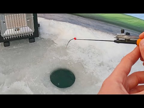 Видео: На пустую мормышку.. ОСТАНОВИЛА КИВОК и начался Жор Крупняка! Зимняя рыбалка 24 25