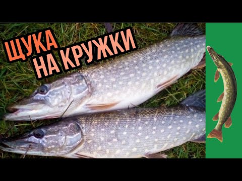 Видео: Щука на отгруженные кружки в декабре | VovanDron