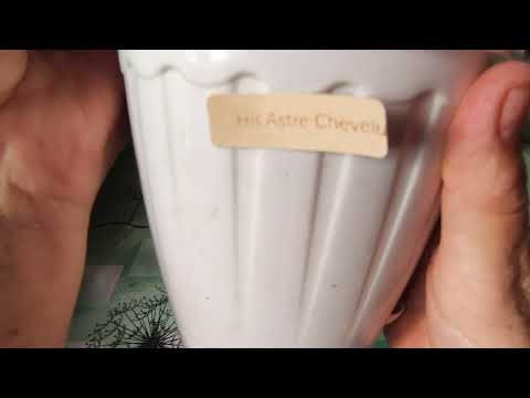 Видео: ОБЗОР БЕГОНИЙ