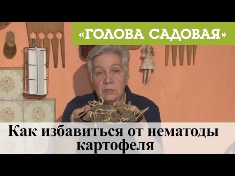 Видео: Голова садовая - Как избавиться от нематоды картофеля