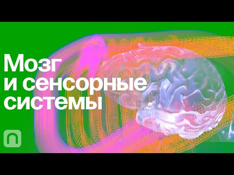 Видео: Мозг и сенсорные системы – курс Вячеслава Дубынина / ПостНаука