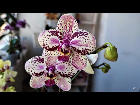 Видео: ФРОНТЕРА Фаленопсис Anthura FRONTERA! Как из одной орхидеи получить две цветущие! Уход за орхидеей!