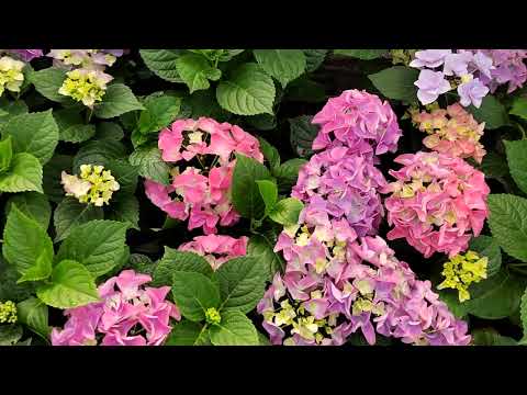 Видео: Обзор новинок гортензий