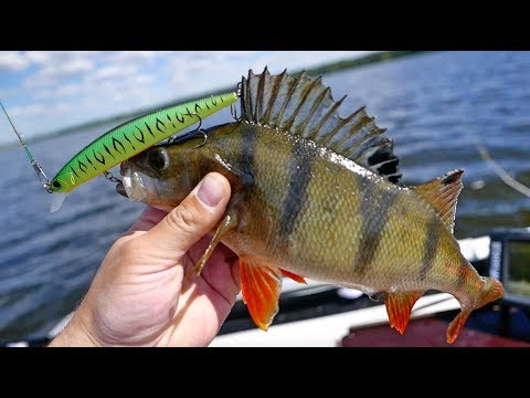 Видео: Рыбалка на реке. Окунь и Щука на воблер OSP RUDRA.