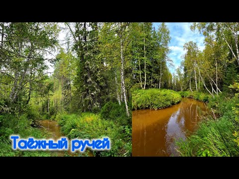 Видео: ЗА ЧЕБАКОМ НА ТАЁЖНЫЙ РУЧЕЙ СИБИРСКАЯ СКАЗКА 