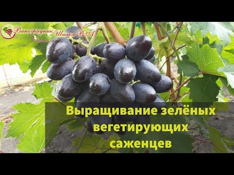 Видео: Выращивание зелёных вегетирующих саженцев
