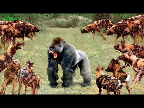 Видео: Вот На Что Способны Гориллы В Ярости! Эти Гигантские Гориллы- Самые Брутальные Приматы В Мире!