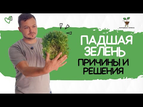 Видео: 🌱 Почему ваша микрозелень падает? 🤔