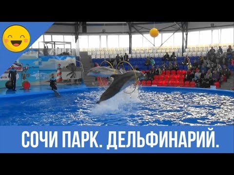 Видео: Дельфины рисуют, поют и танцуют. Дельфинарий в  Сочи Парк.
