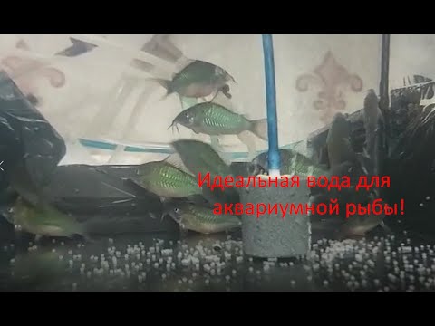 Видео: Идеальная вода для любой аквариумной рыбы.