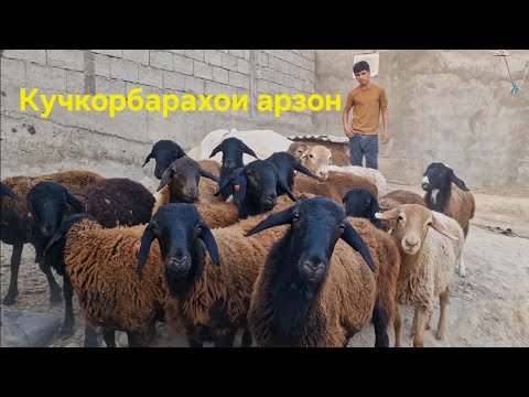 Видео: Стоп ✋️ савдо шудан тарафи Сарбанд