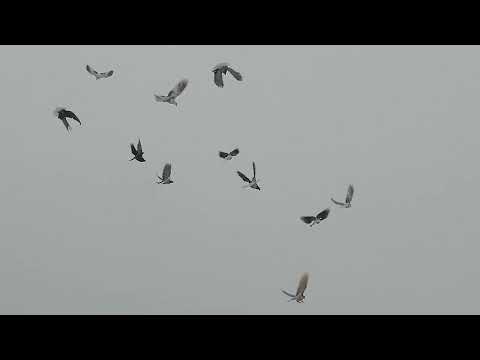 Видео: Борьба с ястребом и гон голубей.